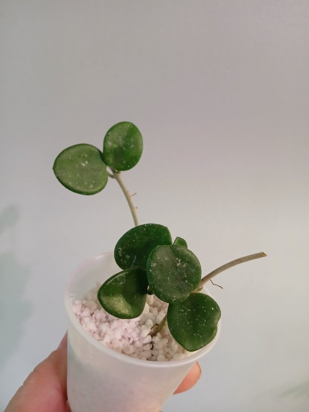 Hoya Mathilde Splash Cutting